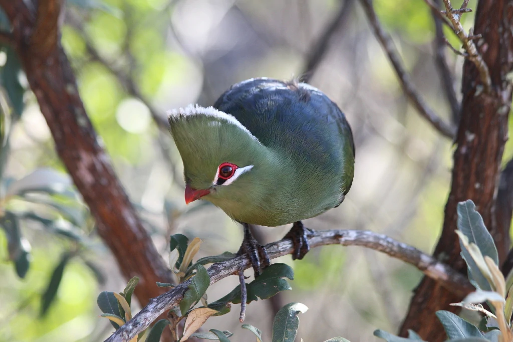 canto do turaco-de-bico-amarelo