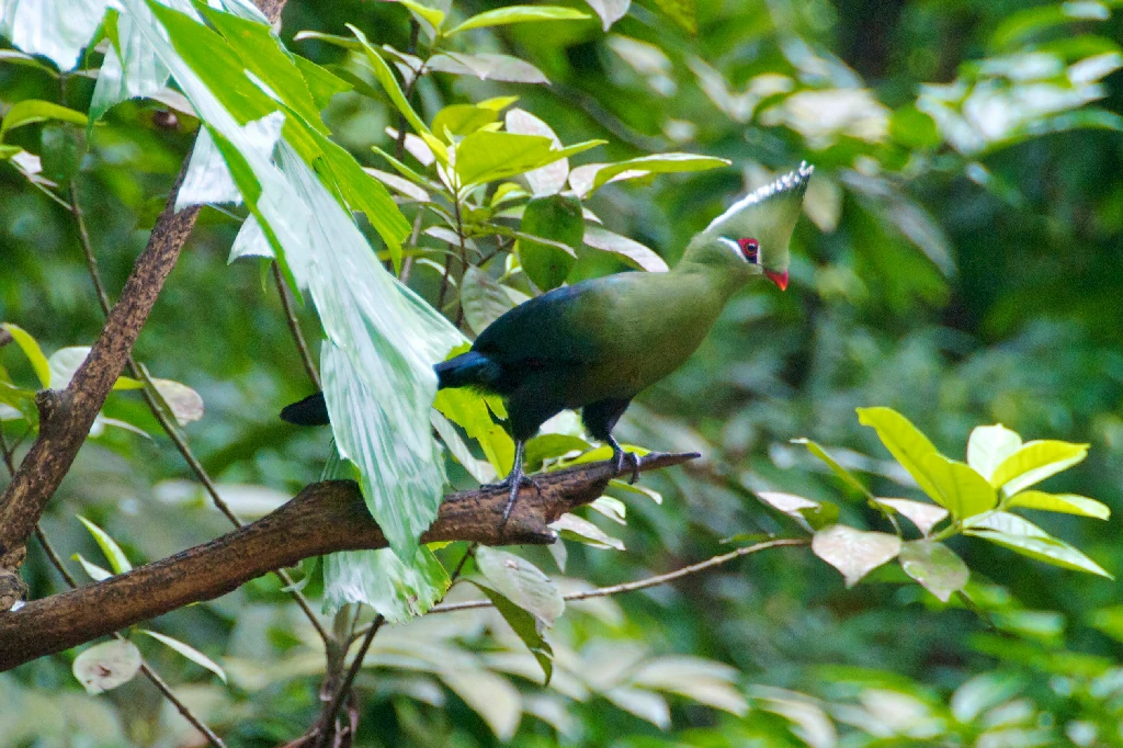 canto do turaco-de-livingstone