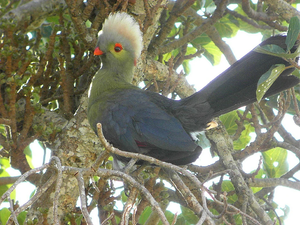 canto do turaco-de-ruspoli