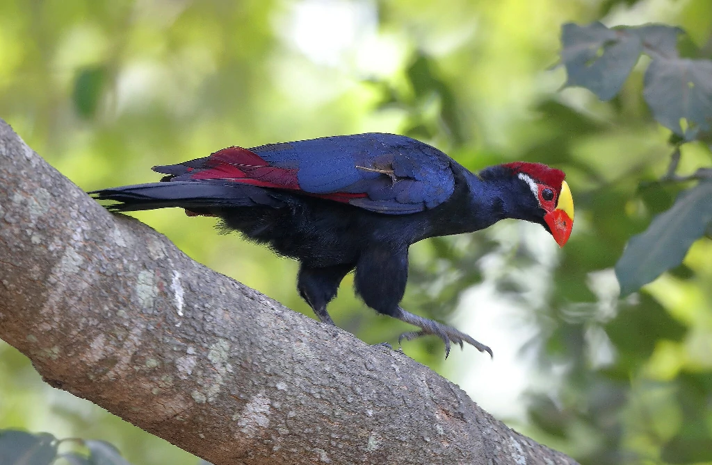 canto do turaco-violeta