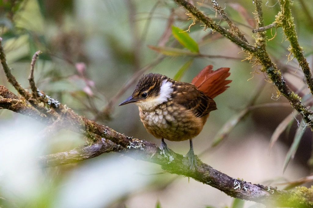 caracterisicas do trepamusgos barbablanca panamenho