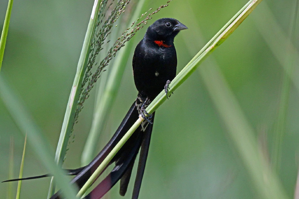 caracteristicas da viuva-de-colar-vermelho