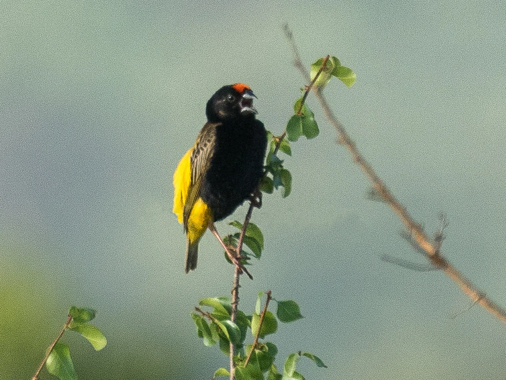 caracteristicas do bispo-cor-de-fogo