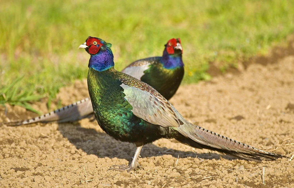 caracteristicas do faisao-verde