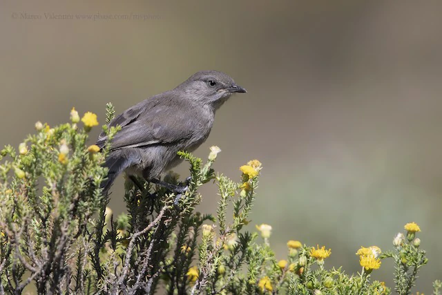 caracteristicas do felosa-chapim-de-layard