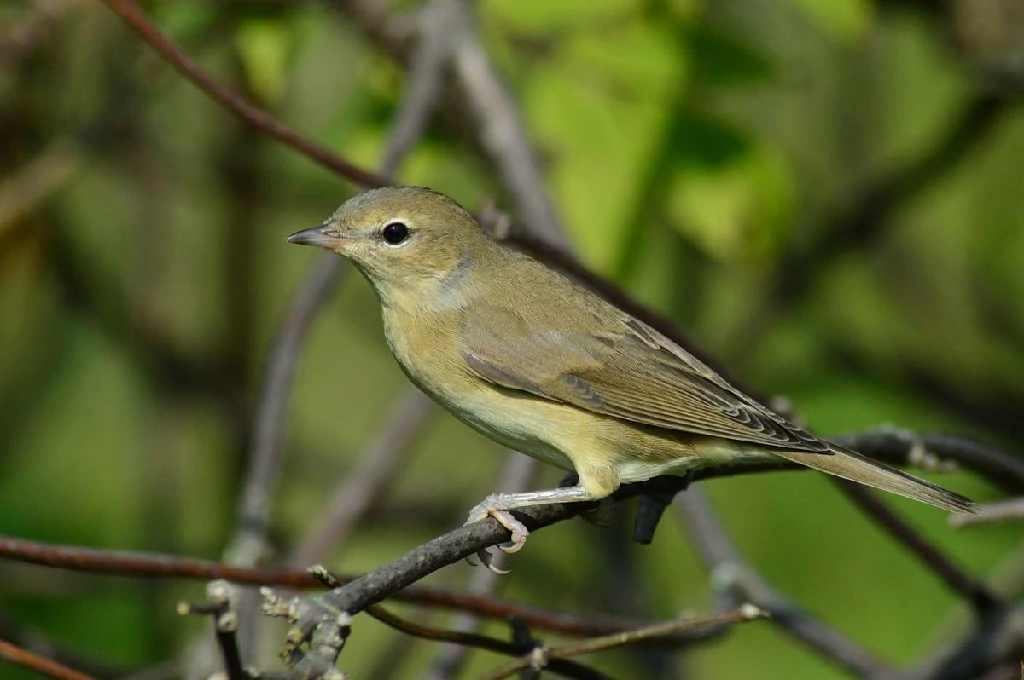 caracteristicas do felosa-das-figueiras