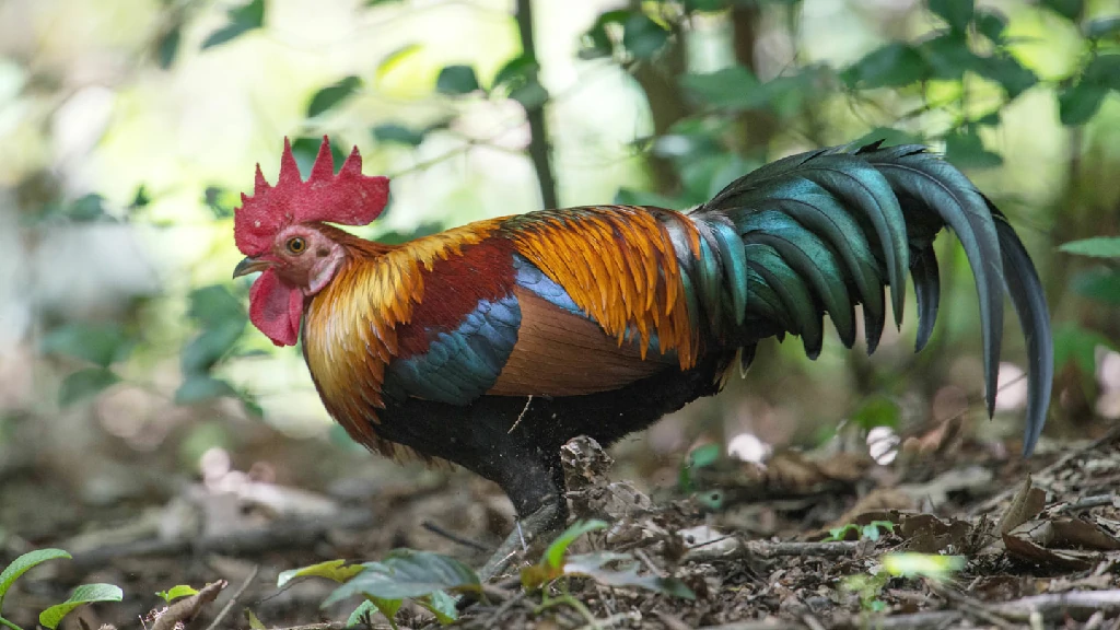 caracteristicas do galo-banquiva