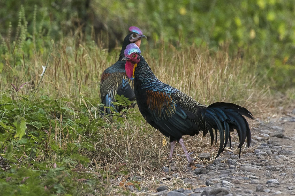 caracteristicas do galo verde