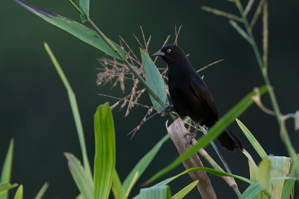 caracteristicas do irauna-de-olho-claro