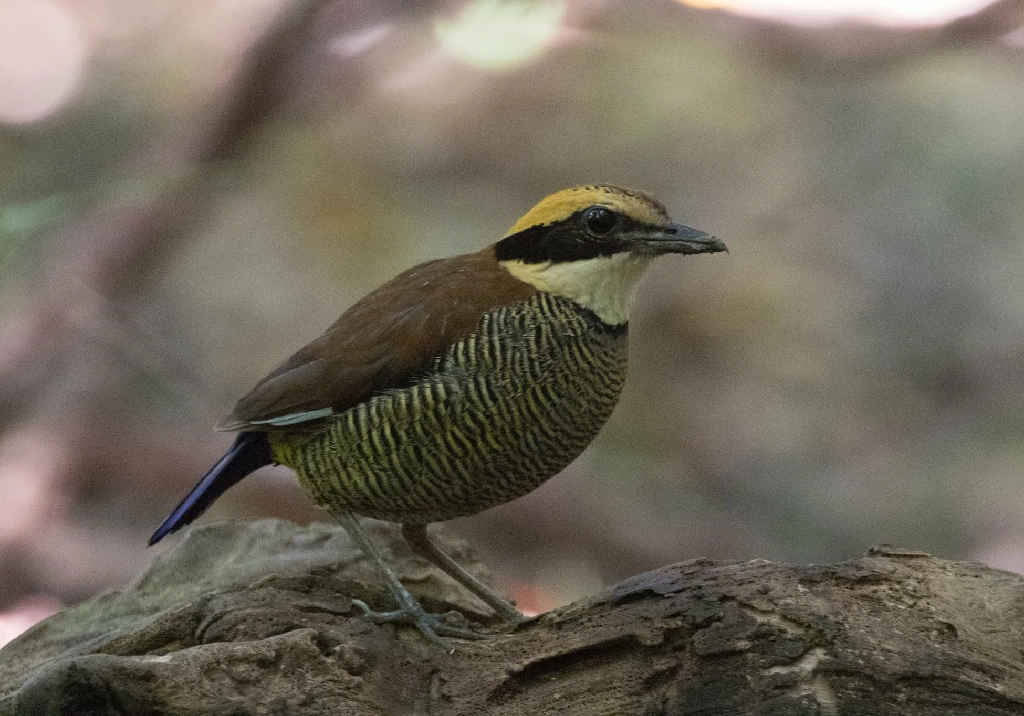 caracteristicas do javan banded-pitta