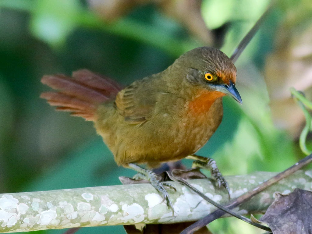 caracteristicas do joao-botina-da-mata