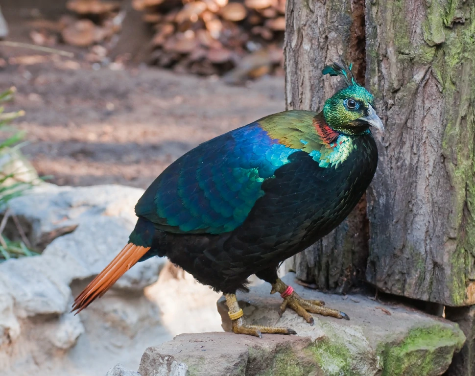 caracteristicas do monal-de-cauda-ruiva