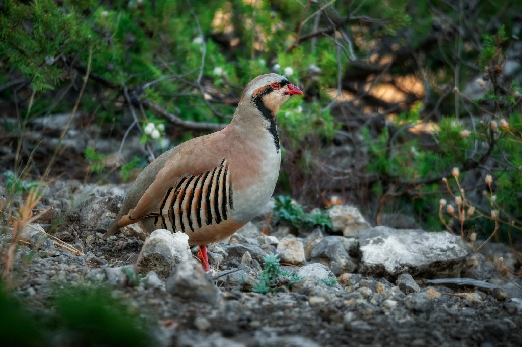 caracteristicas do perdiz chukar