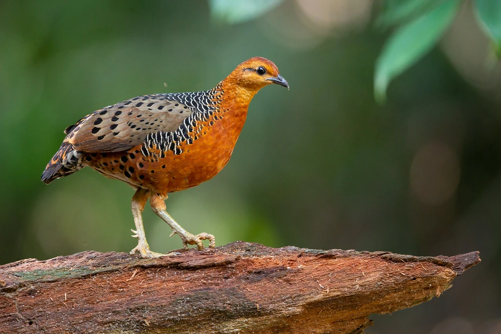 caracteristicas do perdiz-ferrugínea