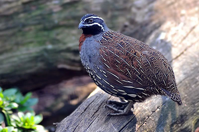 caracteristicas do perdiz-malgaxe