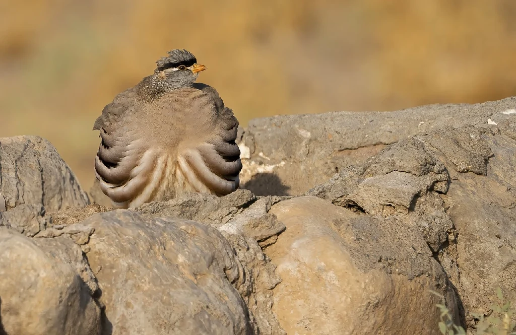 caracteristicas do see-see partridge