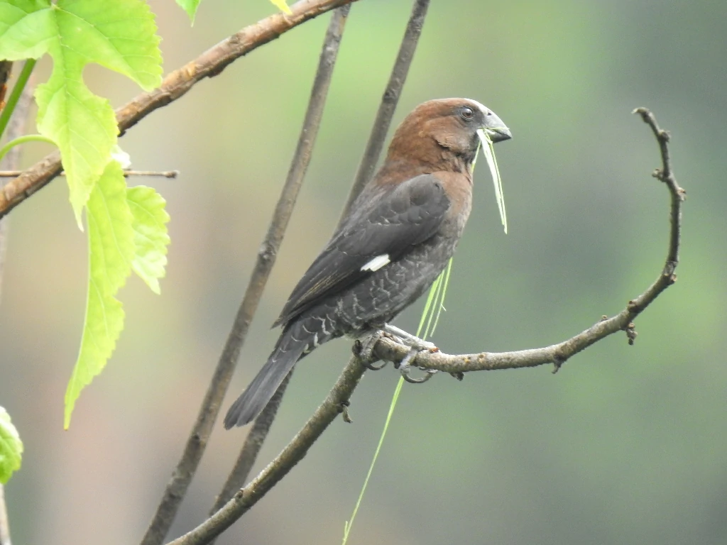 caracteristicas do tecelao-de-bico-grosso