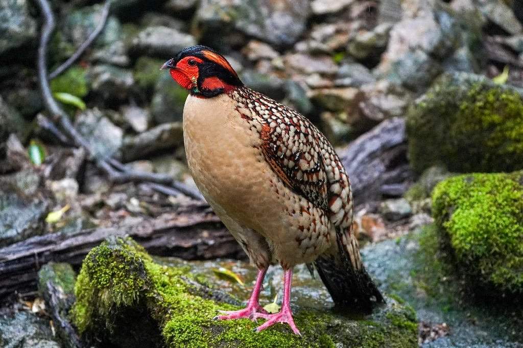 caracteristicas do tragopan chines