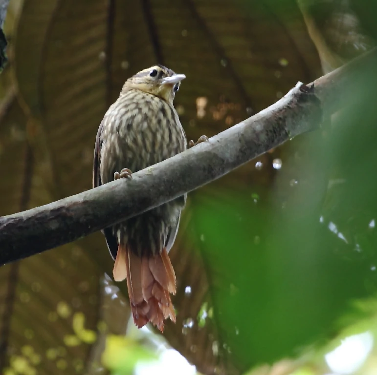 caracteristicas do trepador-sobrancelha