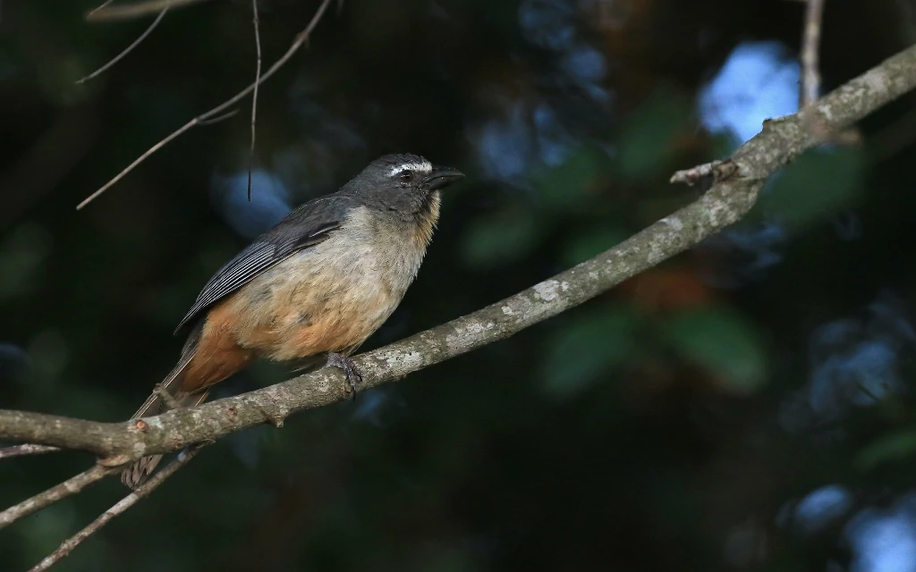 caracteristicas do trinca ferro pantaneiro