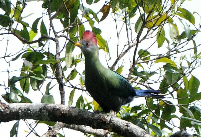 caracteristicas do turaco-de-bannerman