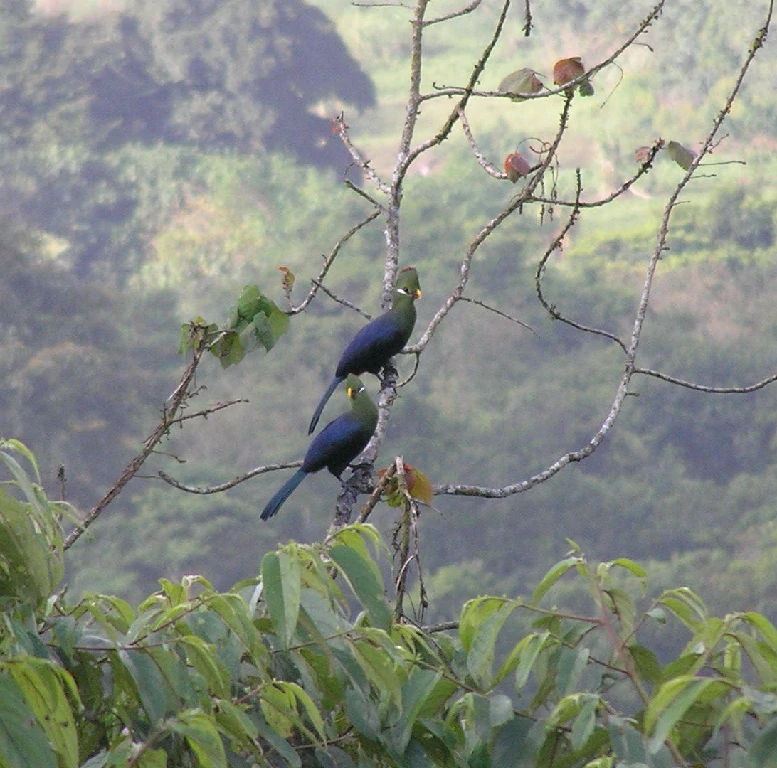 caracteristicas do turaco-de-bico-amarelo