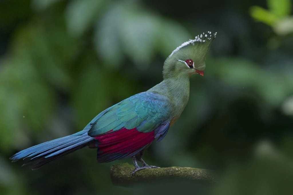 caracteristicas do turaco-de-livingstone