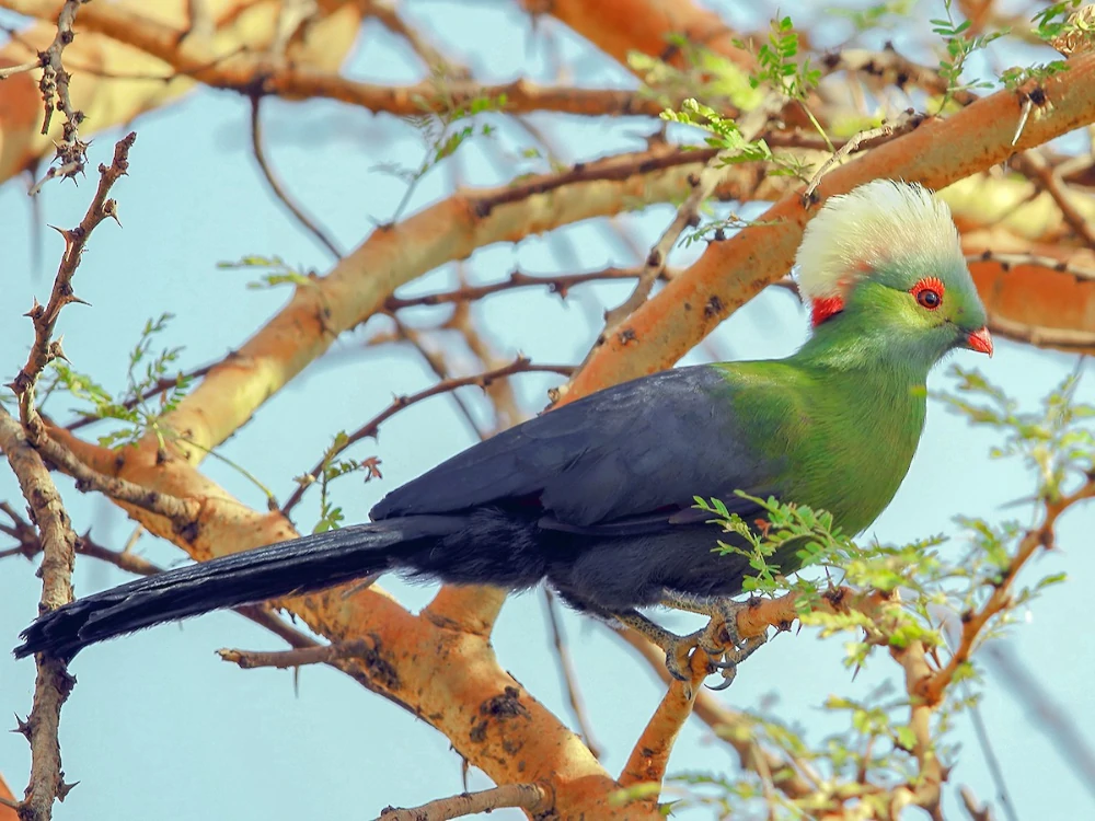 caracteristicas do turaco-de-ruspoli