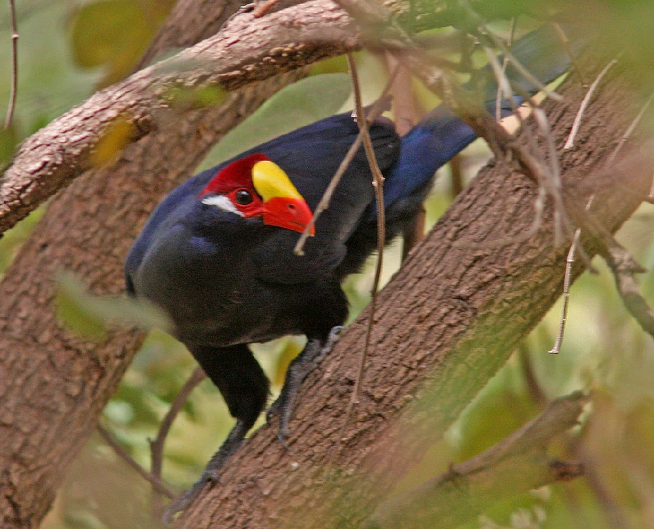 caracteristicas do turaco-violeta