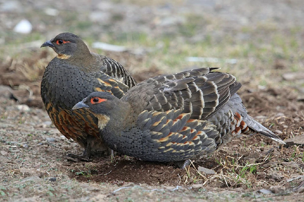 caractersticas do perdiz-faisao-de-papo-pardo