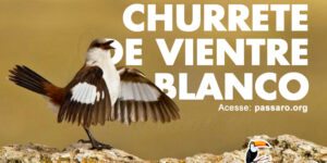 churrete de vientre blanco