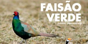 faisao verde