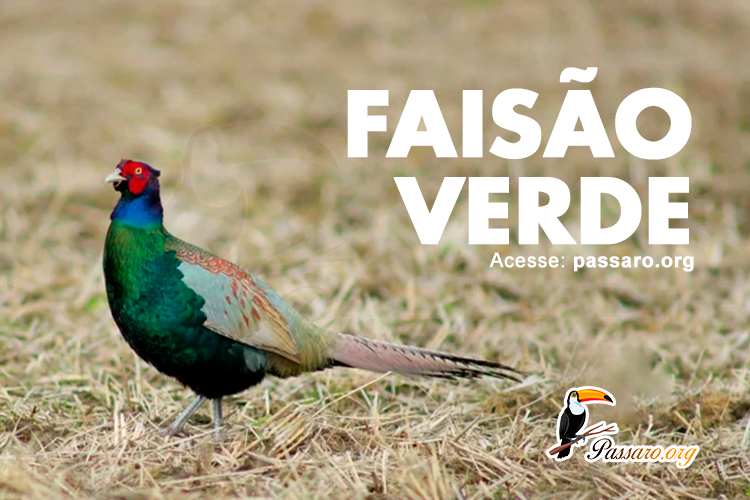 faisao verde