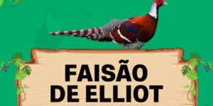 faisao de elliot