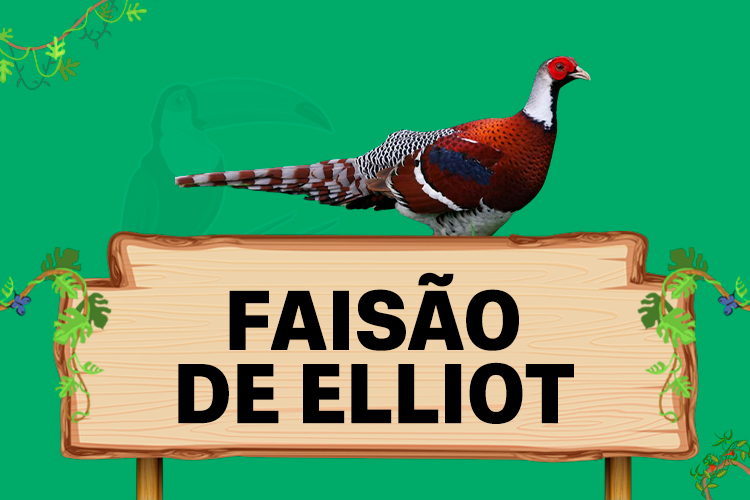 faisao de elliot