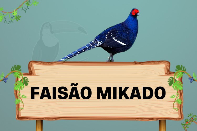 faisao mikado