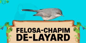 felosa chapim de layard