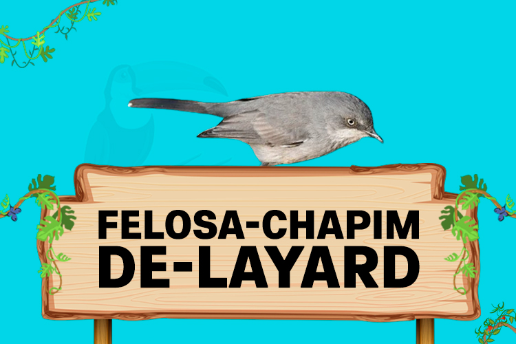 felosa chapim de layard