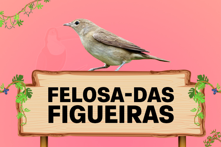 felosa das figueiras