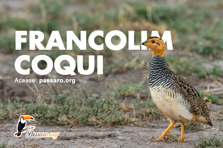 francolim coqui