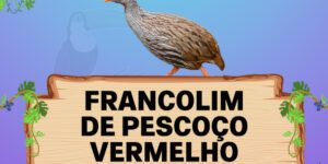 francolim de pescoço vermelho