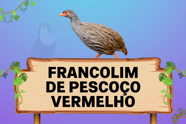 francolim de pescoço vermelho