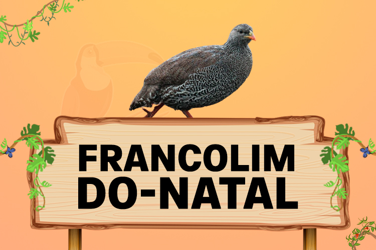 francolim do natal