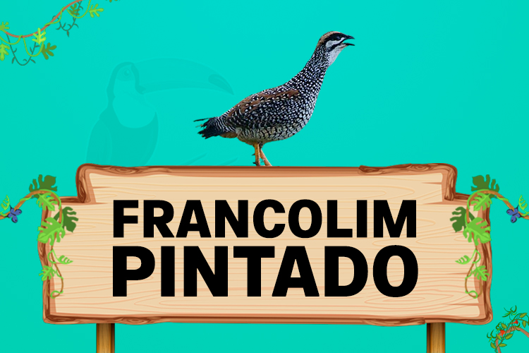 francolim pintado