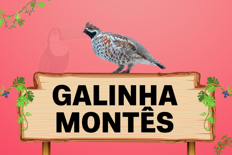 galinha montes