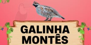 galinha montes