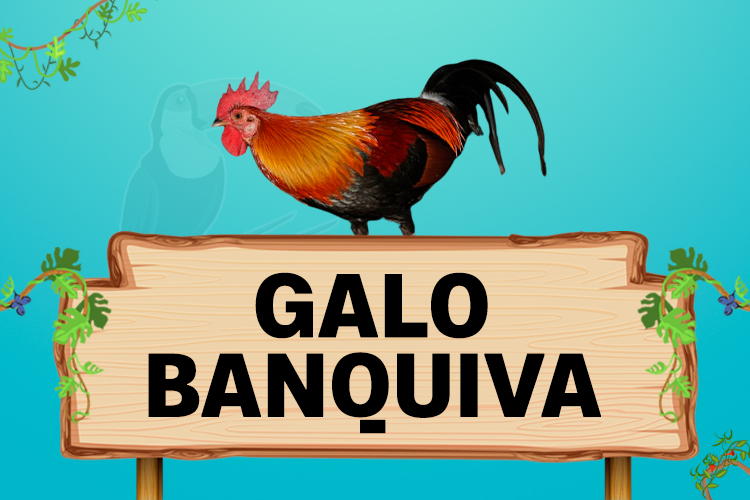 galo banquiva