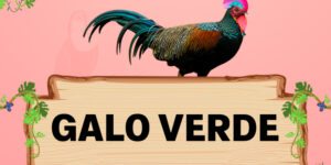 galo verde