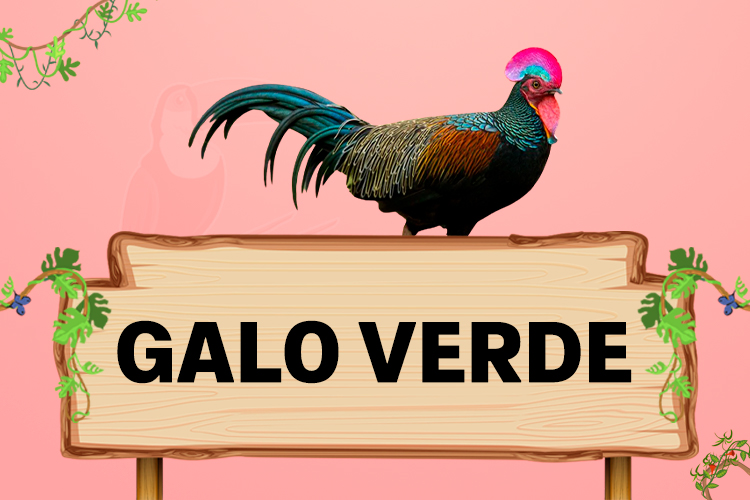 galo verde