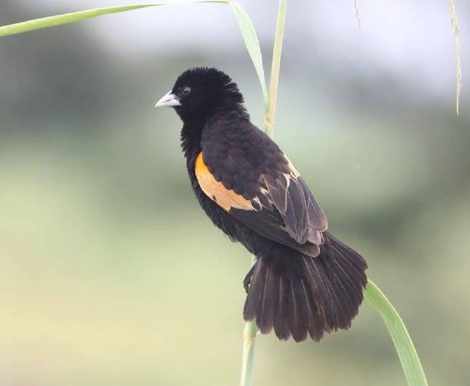 habitat da viuva-de-espáduas-vermelhas